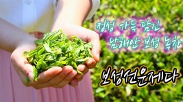 전남 남해안 보성 특산품 보성녹차 녹차선물 유기농녹차 보성선운제다 - kakaoTV 전남 남해안 보성 특산품 보성녹차 녹차선물 유기농녹차... 