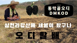 삼천리 강산에 새봄이 왔구나 - kakaoTV 삼천리 강산에 새봄이 왔구나