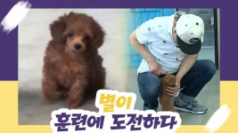 별이, 훈련에 도전하다 [오 마이 펫 시즌2] 8회 - kakaoTV 별이, 훈련에 도전하다 [오 마이 펫 시즌2] 8회