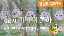 경산시 육동마을 미나리 최영조시장 경안일보 농한기 경안미디어TV 손중모기자 전유진기자 - kakaoTV 경산시 육동마을 미나리 최영조시장... 