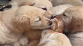 찹살떡 강아지에게 테러당하는 고양이~ 강아지를 부탁해 ~ Lovely and cute puppy & dog - kakaoTV 찹살떡 강아지에게 테러당하는... 