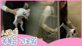 시루의 목욕은 괴로워~ [땡큐 베이비 독] 5회 - kakaoTV 시루의 목욕은 괴로워~ [땡큐 베이비 독] 5회