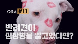 Q&A] 강아지 심장병에 알맞은 식이 조절법 l 닥터맘마 수의사팀 - kakaoTV Q&A] 강아지 심장병에 알맞은 식이 조절법 l 닥터맘마 수의사팀