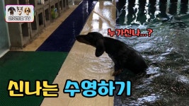 여름막바지 수영장 다녀온 닥스훈트 강아지 일호와 삼호! 물이 너무 싫어요.. - kakaoTV 여름막바지 수영장 다녀온 닥스훈트 강아지 일호와 삼호... 