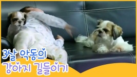 3살 악동의 강아지 길들이기 [땡큐 베이비 독] 1회 - kakaoTV 3살 악동의 강아지 길들이기 [땡큐 베이비 독] 1회
