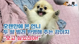 오랜만에 본 언니 두 팔 벌려 환영해 주는 강아지 보고 싶었잖아! - kakaoTV 오랜만에 본 언니 두 팔 벌려 환영해 주는 강아지 보고 싶었잖아!