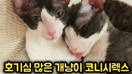 호기심 많은 개냥이 코니시 렉스 영상 모음 - kakaoTV 호기심 많은 개냥이 코니시 렉스 영상 모음