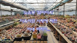 노은동 연비다육 다육이와 사랑에 빠진 아내 따라서... - kakaoTV 노은동 연비다육 다육이와 사랑에 빠진 아내 따라서...