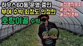 수박 하우스60동 회장도 인정한 호랑이꿀 수박-동오시드 - kakaoTV 수박 하우스60동 회장도 인정한 호랑이꿀 수박-동오시드