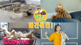 [강아지는 내 친구] 귀여운 강아지들 돌보기 | 애견센터 - kakaoTV [강아지는 내 친구] 귀여운 강아지들 돌보기 | 애견센터