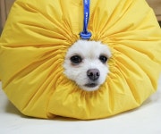 댕냥이 드라이! 이렇게 쉬운 거였어? - kakaoTV 댕냥이 드라이! 이렇게 쉬운 거였어?