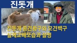 진돗개 종견황구와 모견백구 실제 교배모습과 설명 - kakaoTV 진돗개 종견황구와 모견백구 실제 교배모습과 설명