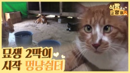 묘생 2막을 시작할 수 있는 멍냥쉼터 [식빵굽는 고양이] 5회 - kakaoTV 묘생 2막을 시작할 수 있는 멍냥쉼터 [식빵굽는 고양이] 5회