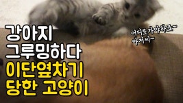강아지 그루밍 해주는 고양이ㅣ고양이한테 그루밍 당하는 강아지 - kakaoTV 강아지 그루밍 해주는 고양이ㅣ고양이한테 그루밍 당하는 강아지