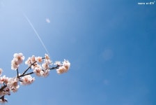 꽃, 사계를 품다 : 경상남도 양산시 원동 순매원, 기차길 옆엔 고결한 매화가 피었더라