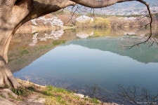 백색터널 벚꽃이 만개 진해군항제로 어서 와요. 늦으면 놓쳐요.