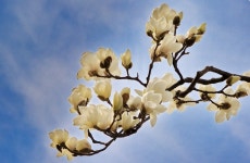 청춘 그 빛나는