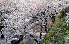 구산초등777동문회 | 사랑을 맺어준다는 쌍계사 십리벚꽃길 - Daum 카페 사랑을 맺어준다는 쌍계사 십리벚꽃길