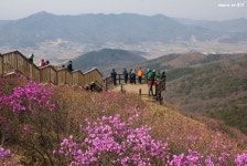 인천시 강화군 고려산, 수줍은 소녀의 연분홍 미소 고려산 진달래