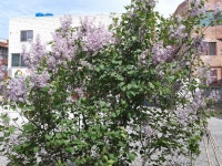 라일락 꽃내음 ~~~~ ^*^