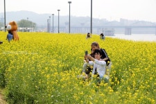 [서래섬/반포한강공원] 서울에서도 노오란 유채를 만끽할 수 있는 곳, 한강 서래섬 유채꽃 축제 - 플로팅 아일랜드 21(토) 오픈