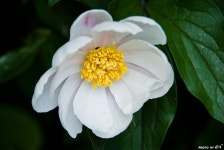 성북구 간송미술관, 미술관 속 꽃나들이。