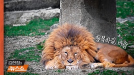 [인터뷰] 7년 갇혀있던 갈비사자…이젠 짝꿍도 생겼어요 - kakaoTV [인터뷰] 7년 갇혀있던 갈비사자…이젠 짝꿍도 생겼어요
