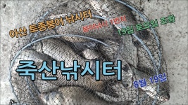 죽산낚시터 8월 19일 조황 - kakaoTV 죽산낚시터 8월 19일 조황