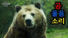 곰 울음 소리 - kakaoTV 곰 울음 소리