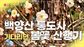 백양산 등산 코스/ 부산 가볼만한 곳 / 통도사 / 유네스코 세계문화유산 / 봄 / 봄꽃산행 / 홍매화 / - kakaoTV 백양산 등산 코스/ 부산 가볼만한 곳... 