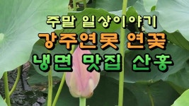 주말 일상이야기, 강주연못 연꽃과 냉면 맛집 산홍 - kakaoTV 주말 일상이야기, 강주연못 연꽃과 냉면 맛집 산홍