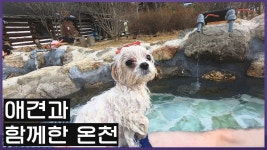 강아지와 함께하는 애견동반 온천!! - kakaoTV 강아지와 함께하는 애견동반 온천!!