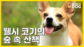 [귀여운 강아지 소개 | 해피독TV HappyDogTV][EN] - kakaoTV 웰시코기의 숲 속 산책! [귀여운 강아지 소개 | 해피독TV HappyDogTV][EN]