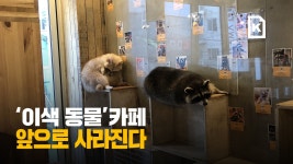 이색동물 카페, 이제 못 간다 - kakaoTV 이색동물 카페, 이제 못 간다
