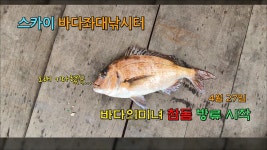 스카이 바다좌대낚시터 4월 27일 참돔방류 - kakaoTV 스카이 바다좌대낚시터 4월 27일 참돔방류