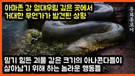 크기의 아나콘다들 - kakaoTV 아마존 강 열대우림 깊은 곳에서 거대한 무언가가 발견된 상황 믿기 힘든 괴물 같은 크기의 아나콘다들