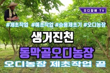 승용제초기 타고 오디농장 제초작업했어요 - kakaoTV 승용제초기 타고 오디농장 제초작업했어요