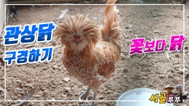 귀농귀촌 시골부부 (관상닭)_#2 꽃보다 닭 애완닭 - kakaoTV 귀농귀촌 시골부부 (관상닭)_#2 꽃보다 닭 애완닭