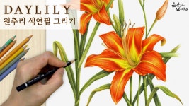 근심을 잊게 하는 꽃 | 원추리 색연필 그리기 | 꽃그림 보태니컬아트 배우기 36-3 - kakaoTV 근심을 잊게 하는 꽃 | 원추리 색연필 그리기... 