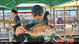미리내바다낚시터 6월 16일 조황 - kakaoTV 미리내바다낚시터 6월 16일 조황