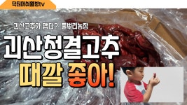 [괴산청결고추] 친횐경 고추재배 풀뿌리농장 올해 김장재료 준비끝! - kakaoTV [괴산청결고추]  친횐경 고추재배 풀뿌리농장  올해 김장재료... 