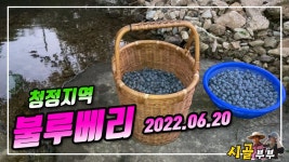 귀농귀촌 시골부부 (불루베리수확_2차) 외룡산 300고지 청정지역 불루베리 - kakaoTV 귀농귀촌 시골부부 (불루베리수확_2차) 외룡산 300고지... 