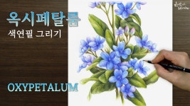 파란 별을 닮은꽃 | 옥시페탈룸 색연필 그리기 | 꽃그림 보태니컬아트 배우기 96-2 - kakaoTV 파란 별을 닮은꽃 | 옥시페탈룸 색연필 그리기... 