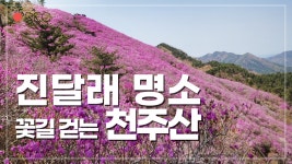 천주산 등산코스 / 진달래 명소 / 봄꽃산행 / 창원 가볼만한 곳 / 4월 추천 산행지 / 꽃길 / 능선산행 - kakaoTV 천주산 등산코스 / 진달래 명소... 