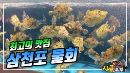 귀농귀촌 시골부부 (최고의 맛집) 삼천포 물회 잘하는 곳 찾아서 2023 10 08 (일) - kakaoTV 귀농귀촌 시골부부 (최고의 맛집) 삼천포 물회... 
