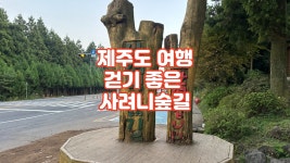 제주도 여행 걷기 좋은 사려니숲길 [황병준TV] - kakaoTV 제주도 여행 걷기 좋은 사려니숲길 [황병준TV]