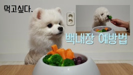 강아지 백내장 예방법 :) 눈 건강에 좋은 채소 - kakaoTV 강아지 백내장 예방법 :) 눈 건강에 좋은 채소