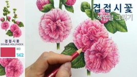접시꽃과 모양이 달라요 | 겹접시꽃 색연필 그리기 | 보태니컬아트 꽃그림 배우기 87-2 - kakaoTV 접시꽃과 모양이 달라요 | 겹접시꽃 색연필... 