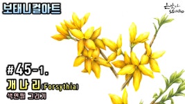 [꽃그림/보태니컬아트] #45-2. 개나리(Forsythia) 색연필 그리기 (꽃드로잉 - 꽃그림강좌) 색연 - kakaoTV [꽃그림/보태니컬아트] #45-2.... 