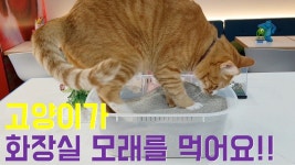 고양이가 화장실 모래를 먹는다면? [김집사의 고양이 배변교실4] - kakaoTV 고양이가 화장실 모래를 먹는다면? [김집사의 고양이 배변교실4]